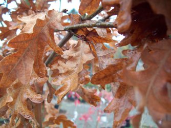 Crunchy oak leaves