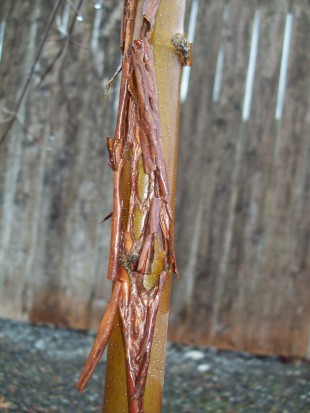Paperbark maple