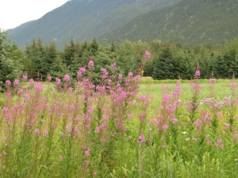 Fireweed in Alaska