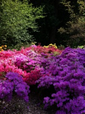 Rhododendrons, a wave of color