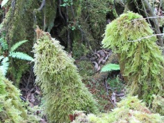 A waterfall of moss