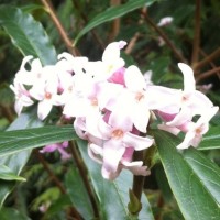 Daphne, the Lilac of Winter