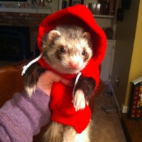 Make Moles Disappear With Ferrets!