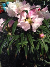 Makinoi Rhododendron