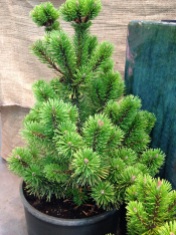 Winchester Mugo Pine