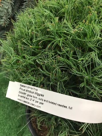 Pinus strobus 'Wiggles'